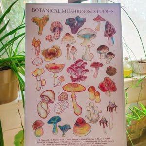 Botanical Mushroom Studies Poster